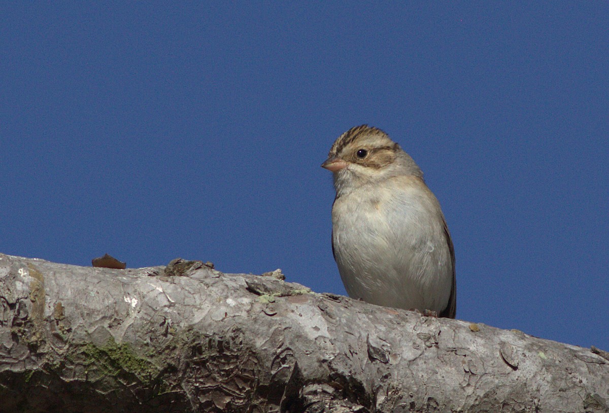 Clay-colored Sparrow - ML132900271