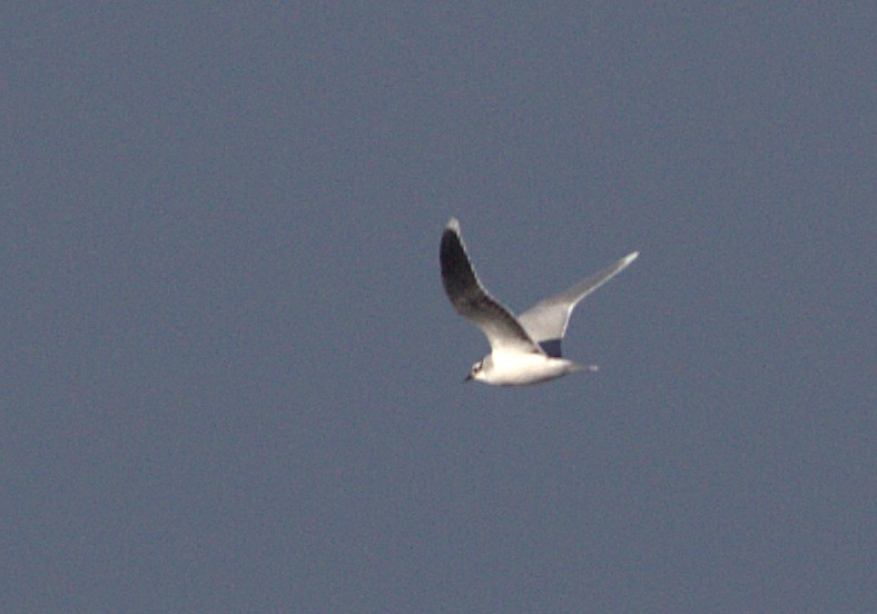 Little Gull - ML132900821