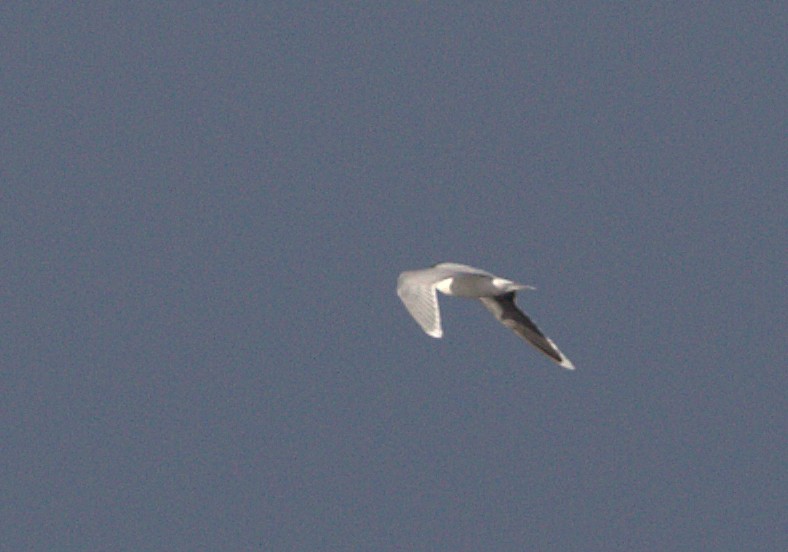 Little Gull - ML132900831