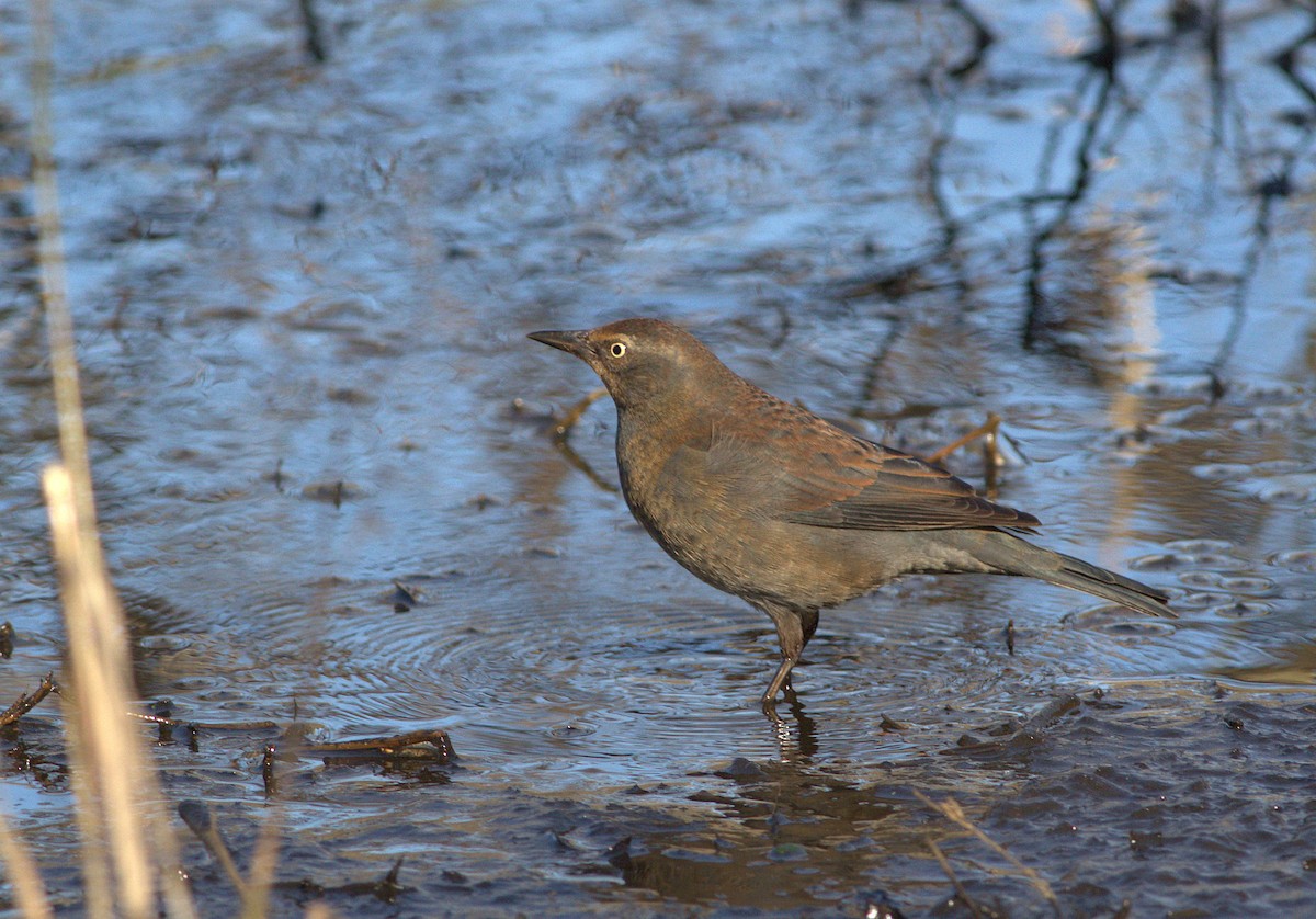 Rusty Blackbird - Curtis Marantz