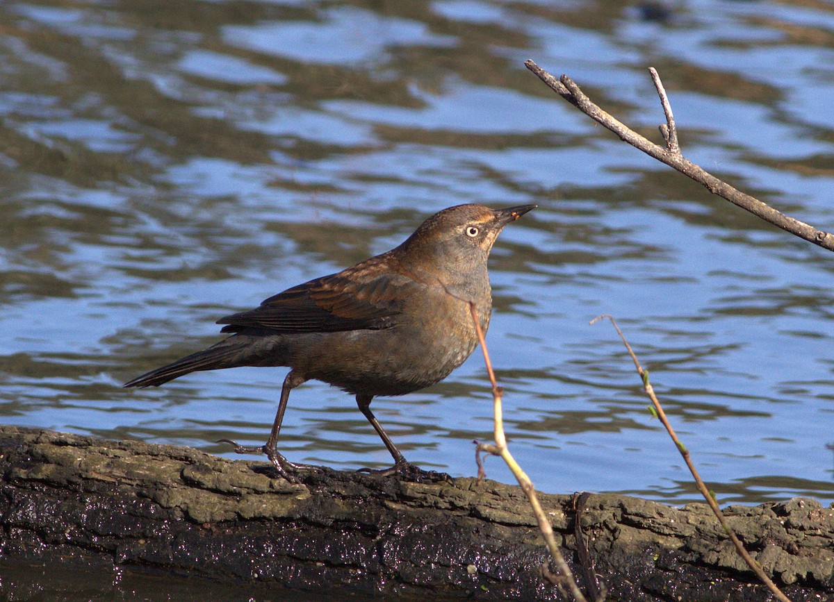 Rusty Blackbird - Curtis Marantz