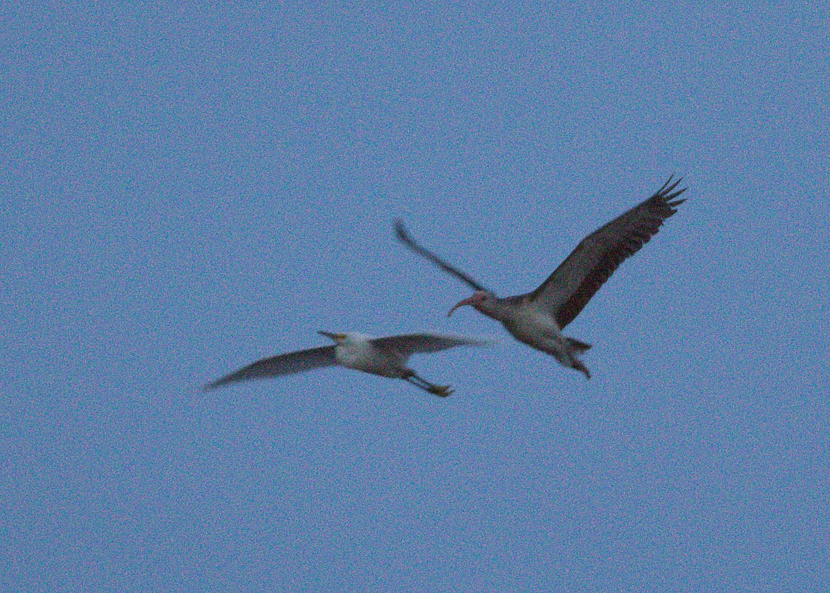 Ibis blanc - ML132902901