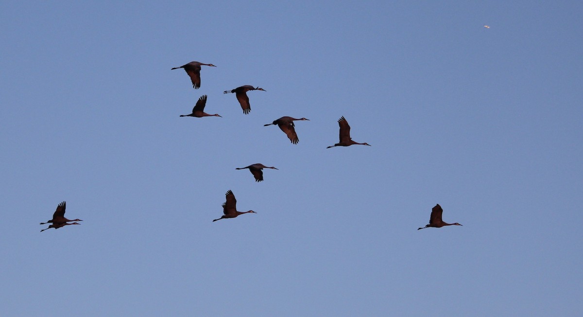 Sandhill Crane - ML132902991