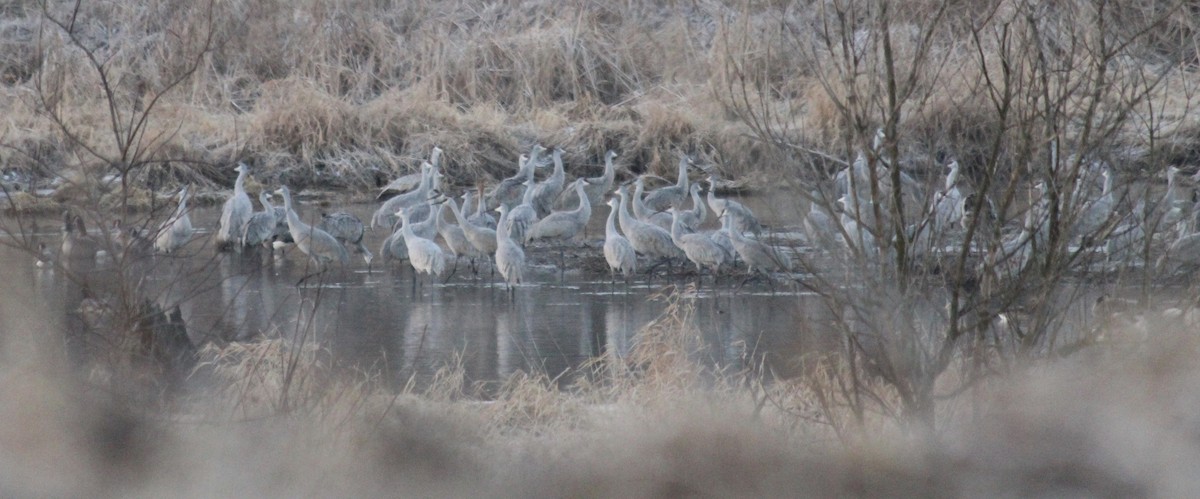 Sandhill Crane - ML132903011