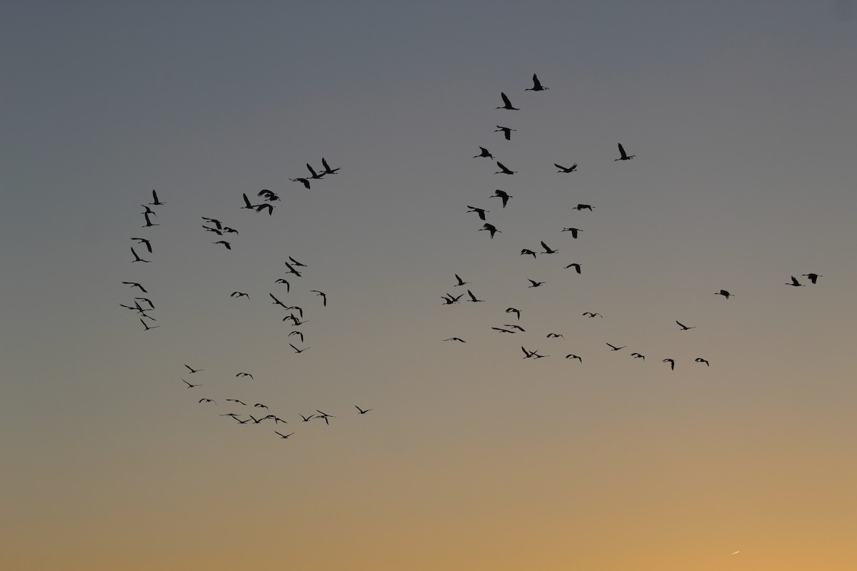 Sandhill Crane - ML132903031