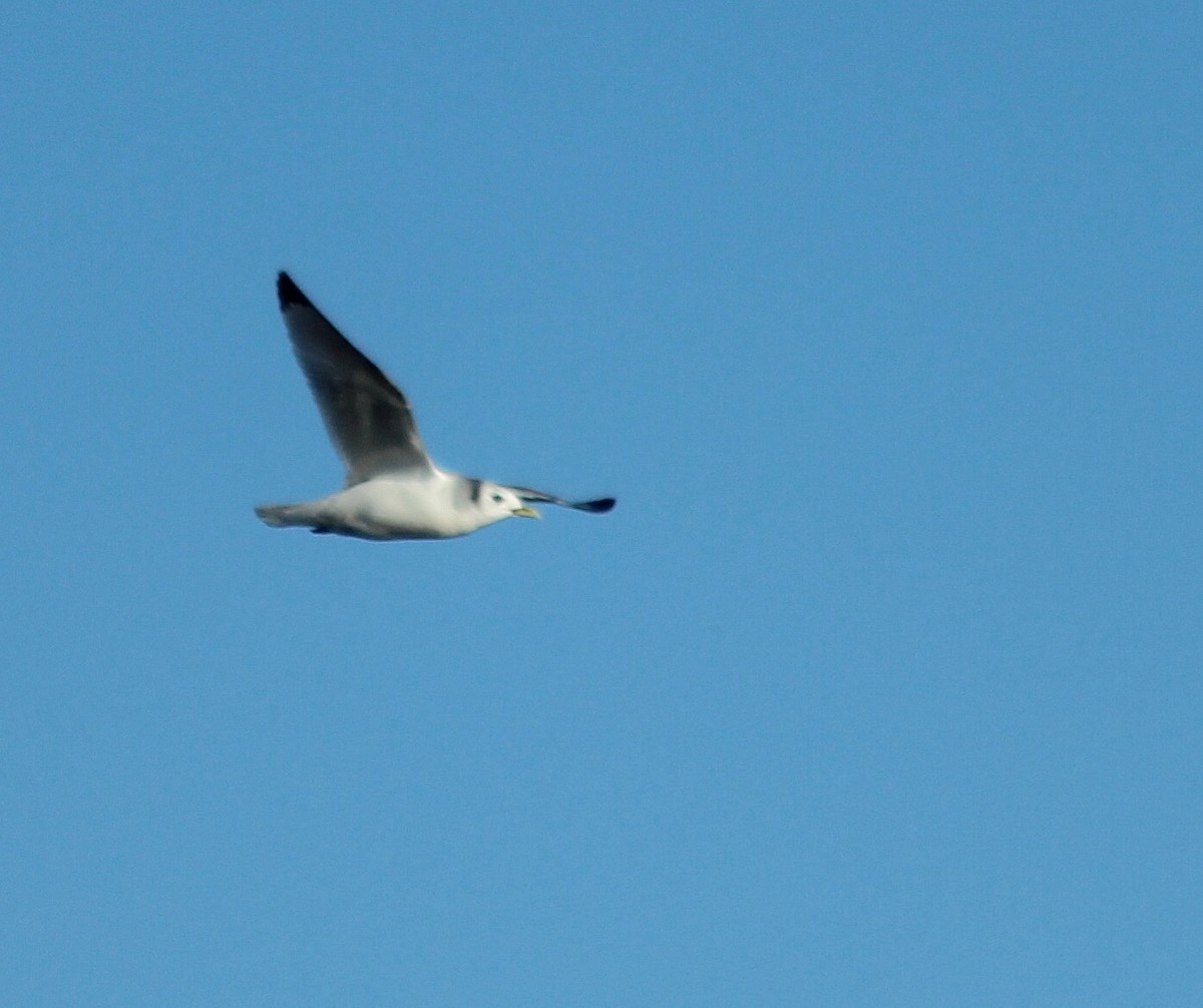 Black-legged Kittiwake - ML132903151