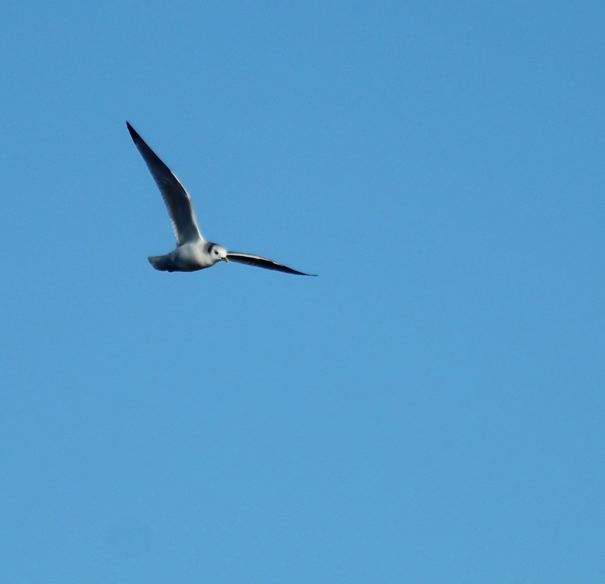 Gaviota Tridáctila - ML132903161