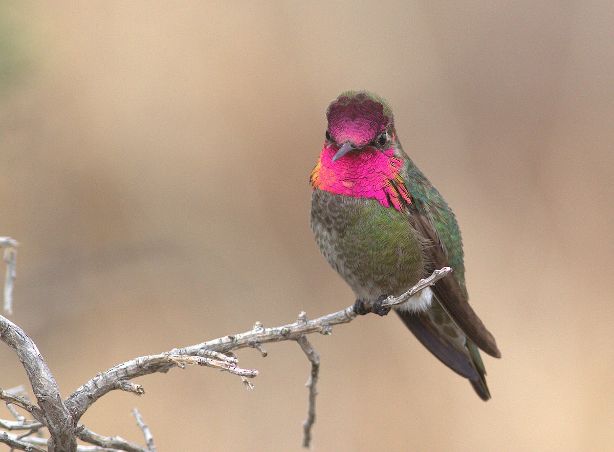 Anna's Hummingbird - ML132903581