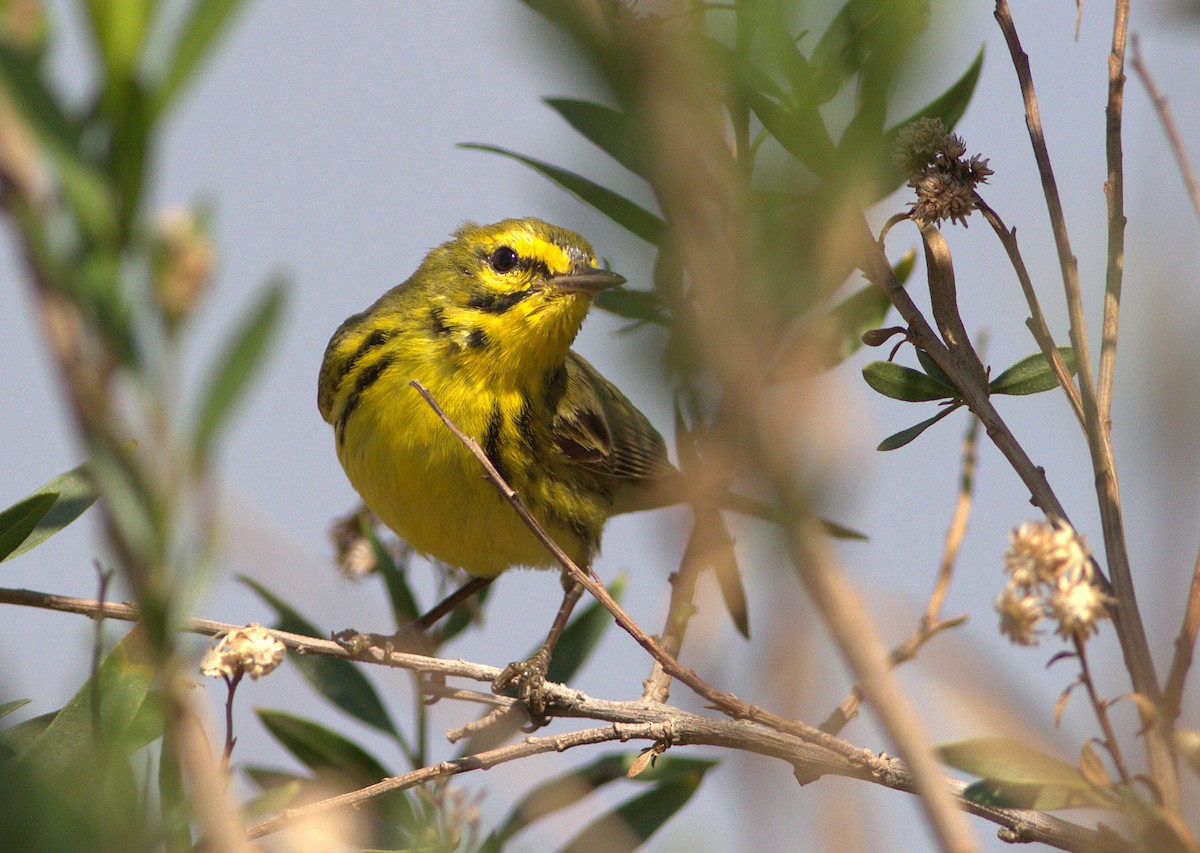 Prairie Warbler - Curtis Marantz