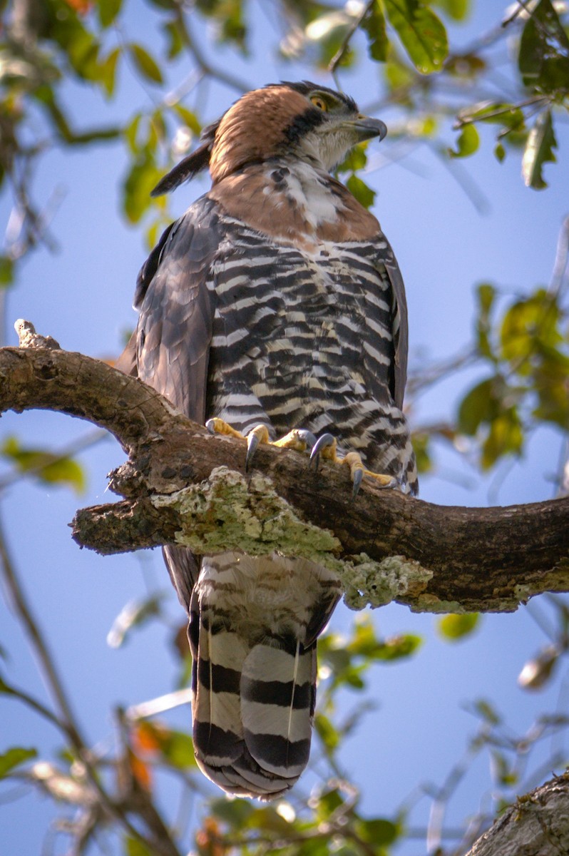 Ornate Hawk-Eagle - ML132904481