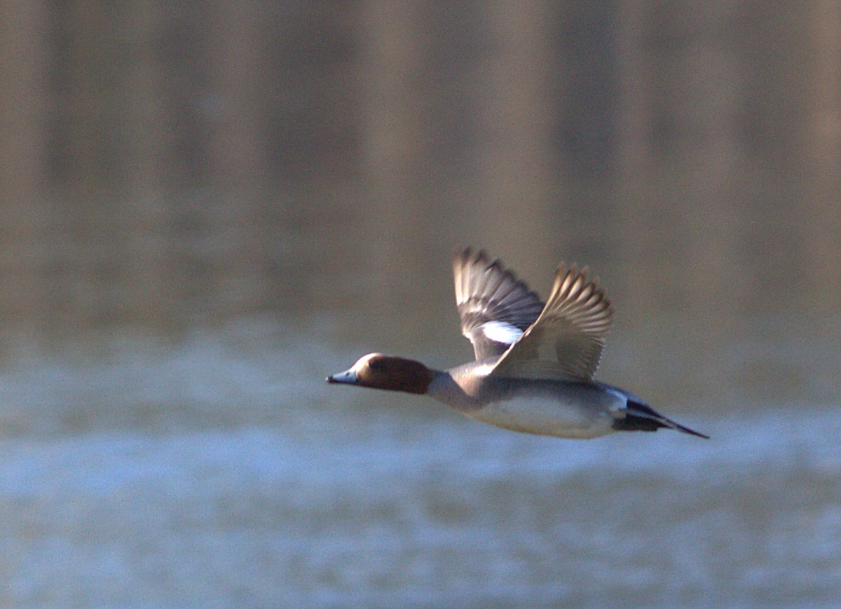 Eurasian Wigeon - Curtis Marantz