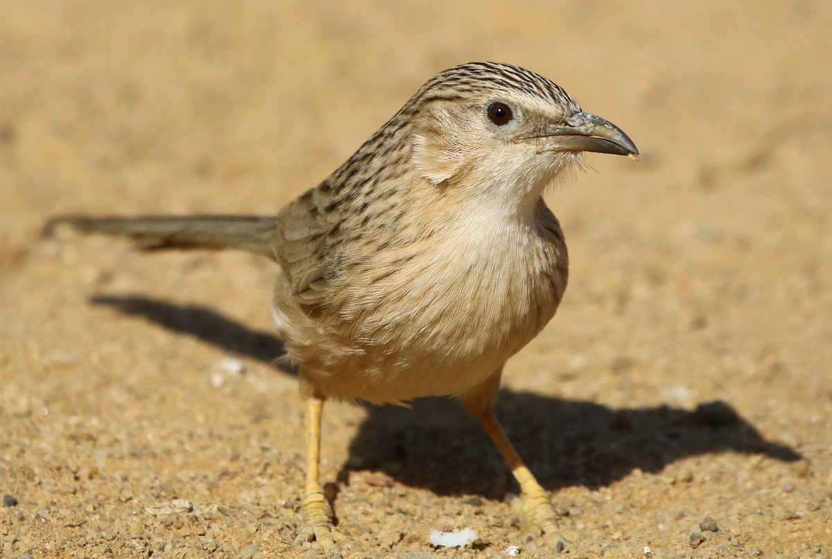 Common Babbler - Bhaarat Vyas