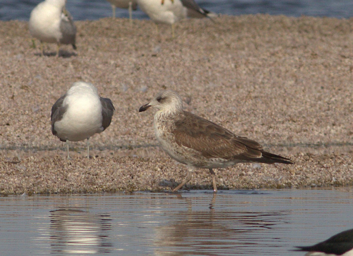 Lesser Black-backed Gull - ML132905791