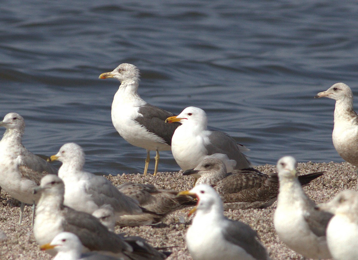 Lesser Black-backed Gull - ML132905891