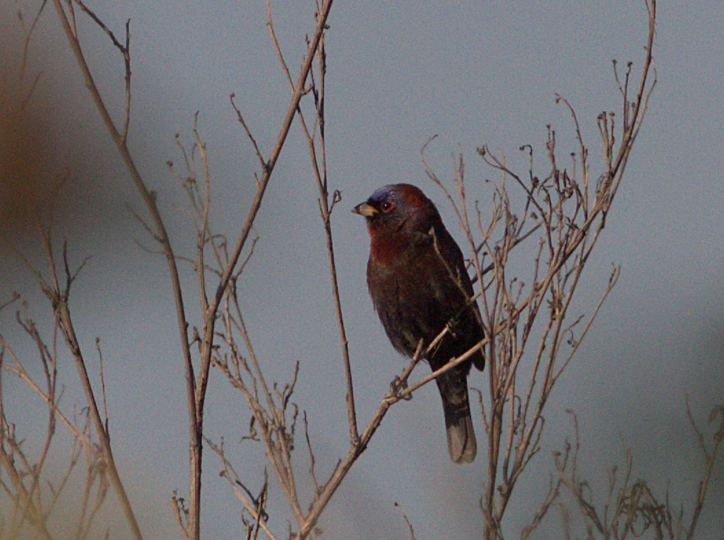 Varied Bunting - ML132906071