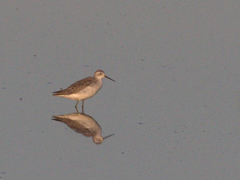 Marsh Sandpiper - Curtis Marantz