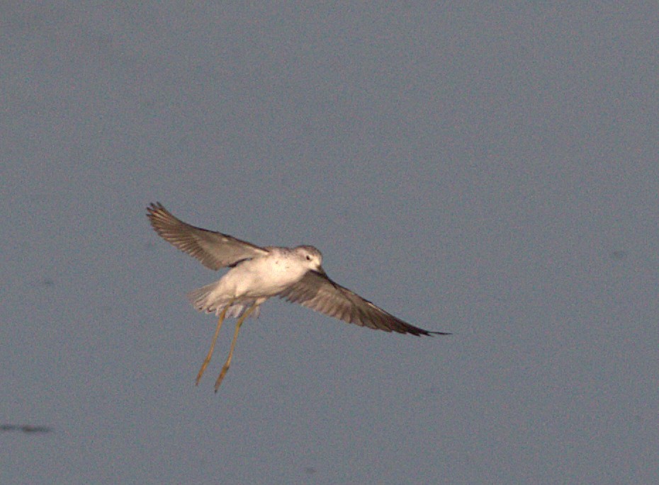 Marsh Sandpiper - Curtis Marantz