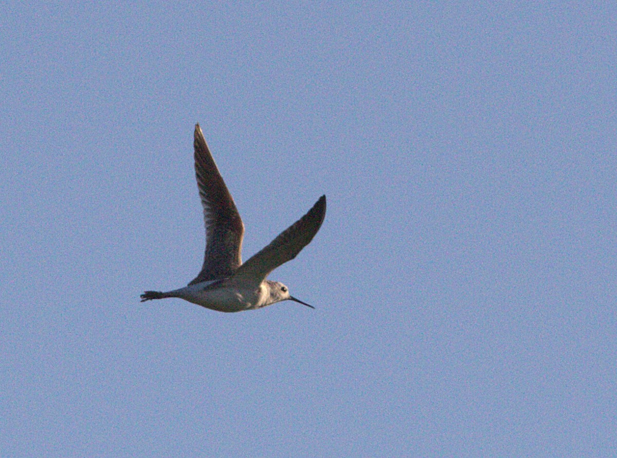 Marsh Sandpiper - ML132907091