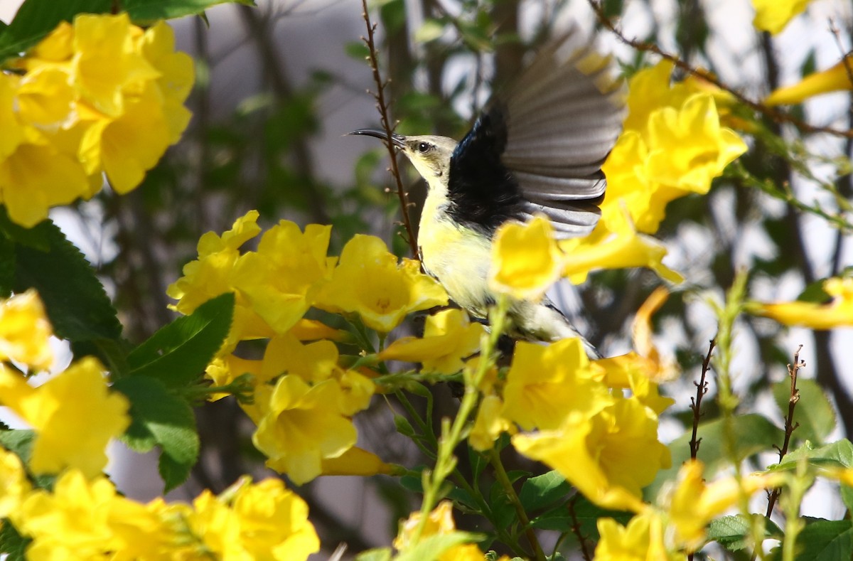 Purple Sunbird - ML132907181