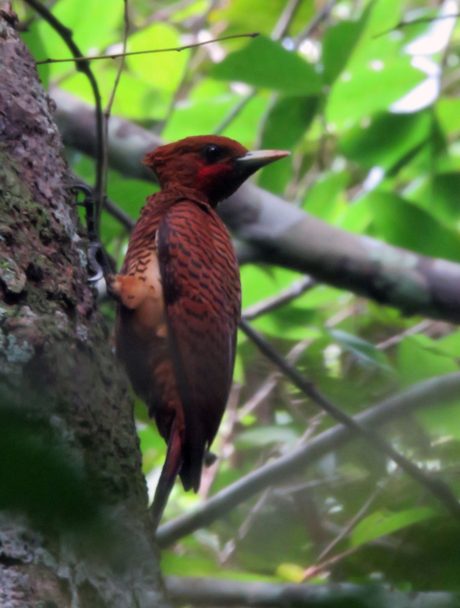 Waved Woodpecker (Scale-breasted) - ML132907261