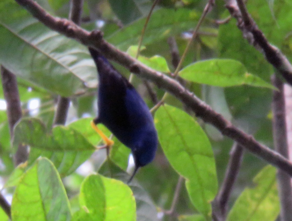 Purple Honeycreeper - ML132907441