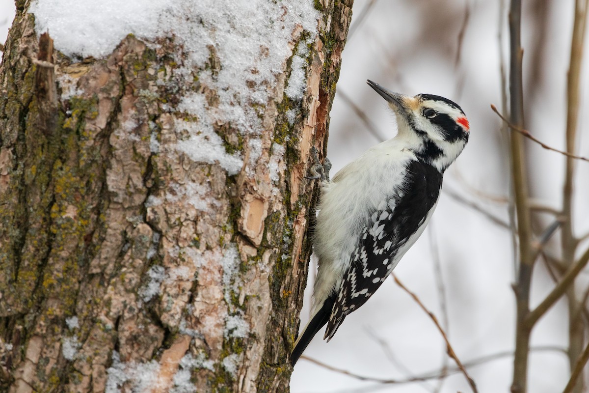 Hairy Woodpecker - ML132907891