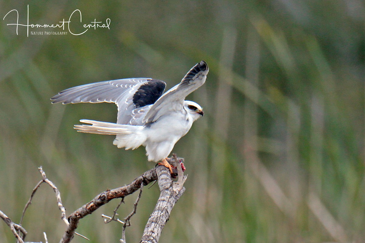 White-tailed Kite - Doug Hommert