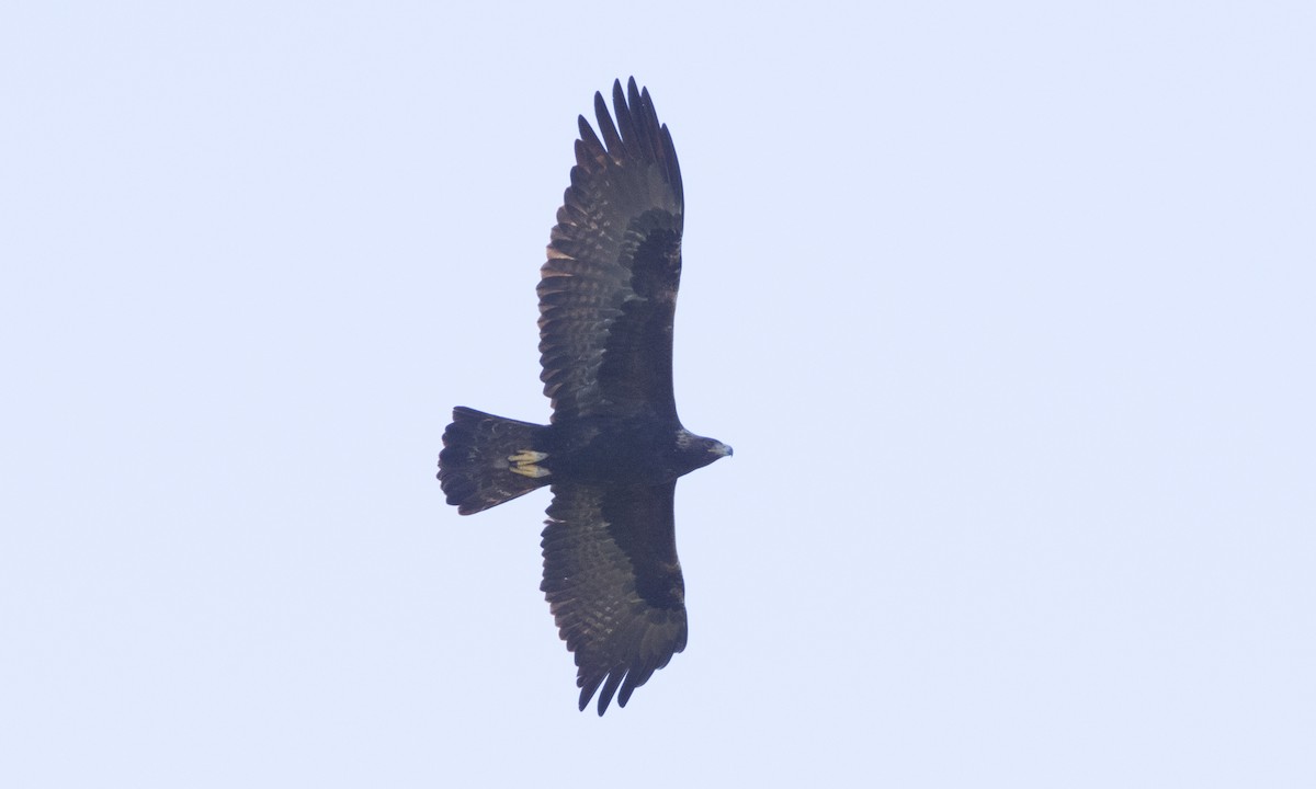 Golden Eagle - ML132908721