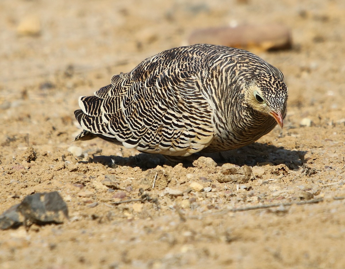 Painted Sandgrouse - ML132908831