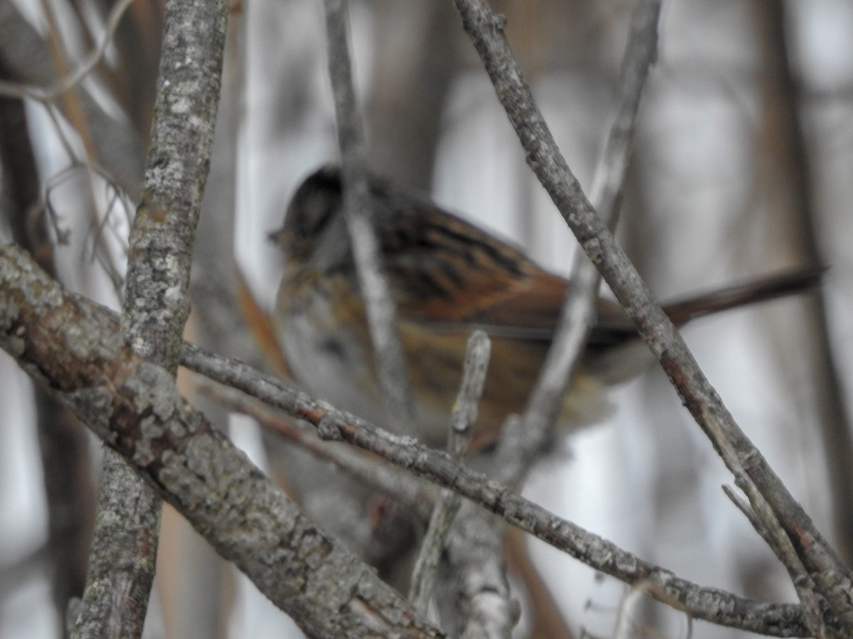 Swamp Sparrow - ML132909321