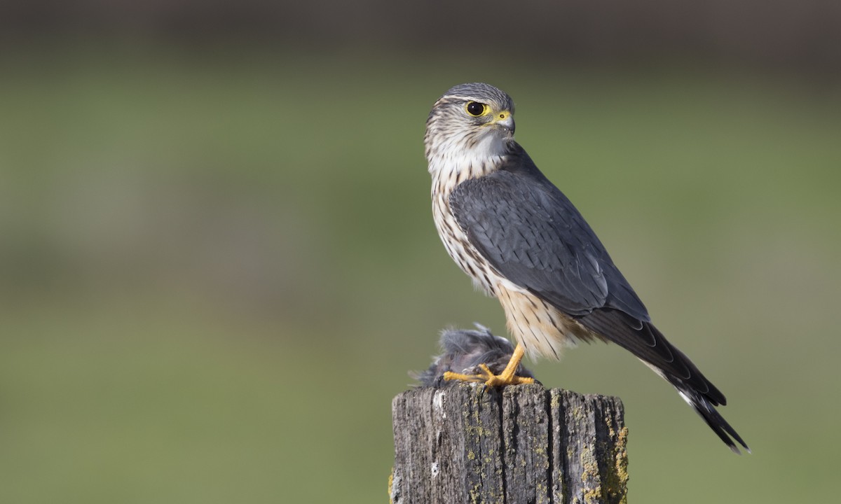 Merlin (columbarius) - ML132910091