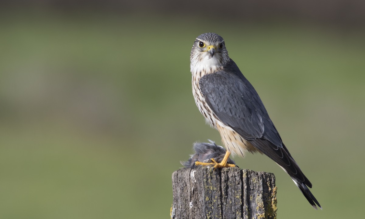 Boz Doğan (columbarius) - ML132910111