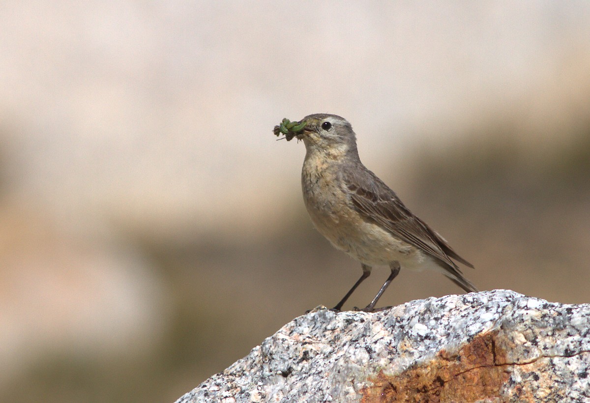 Pipit d'Amérique - ML132910531