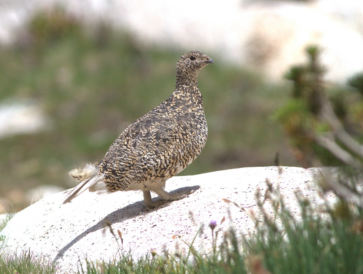 White-tailed Ptarmigan - ML132910621