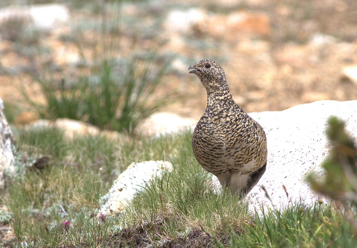 White-tailed Ptarmigan - ML132910641