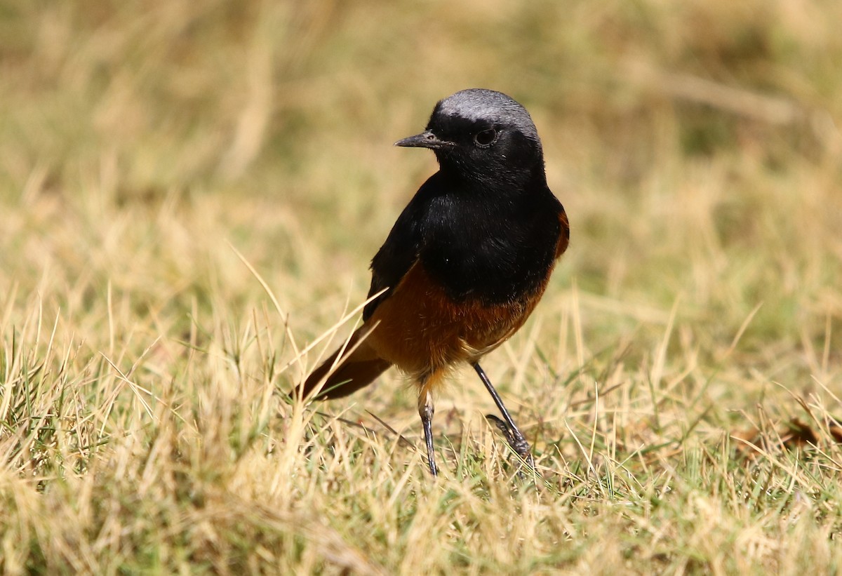 Black Redstart - ML132910871