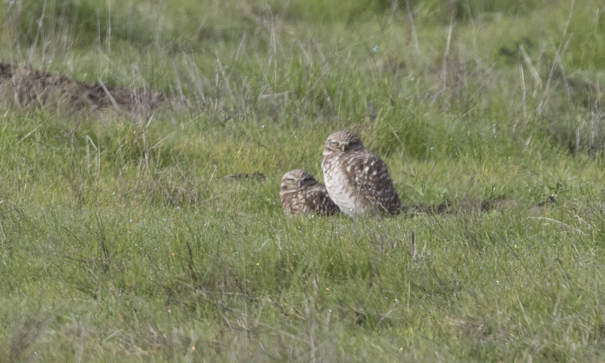 Burrowing Owl - ML132910881