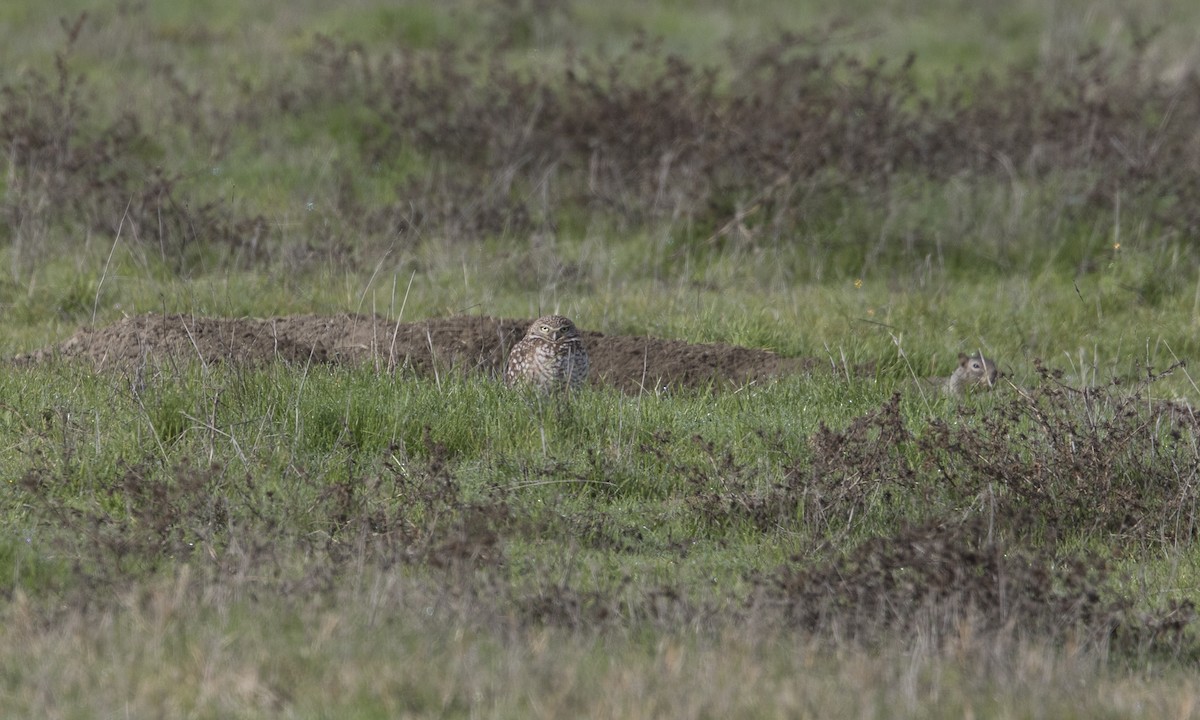 Burrowing Owl - ML132910891