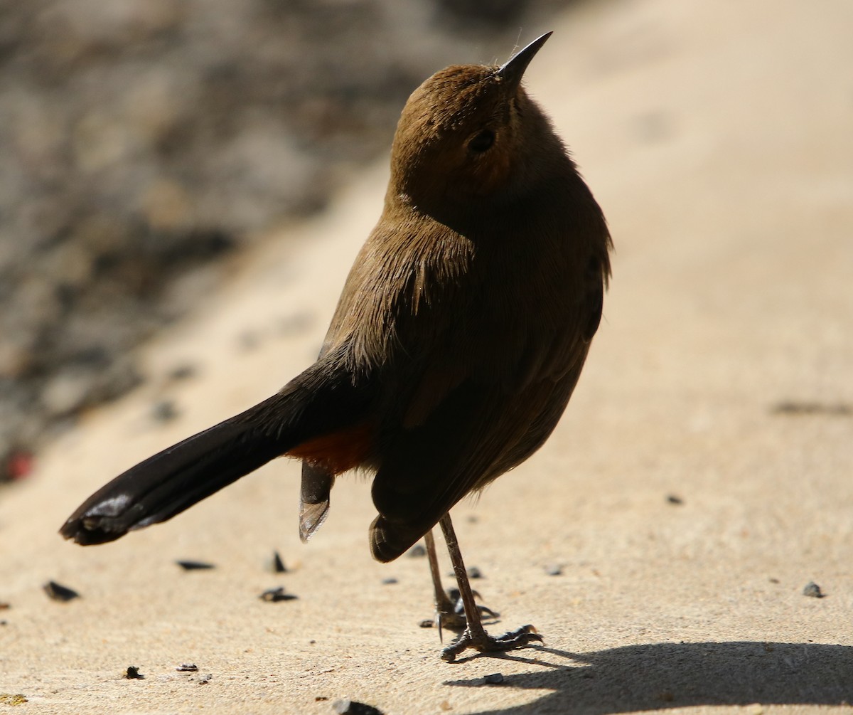 Indian Robin - ML132911831