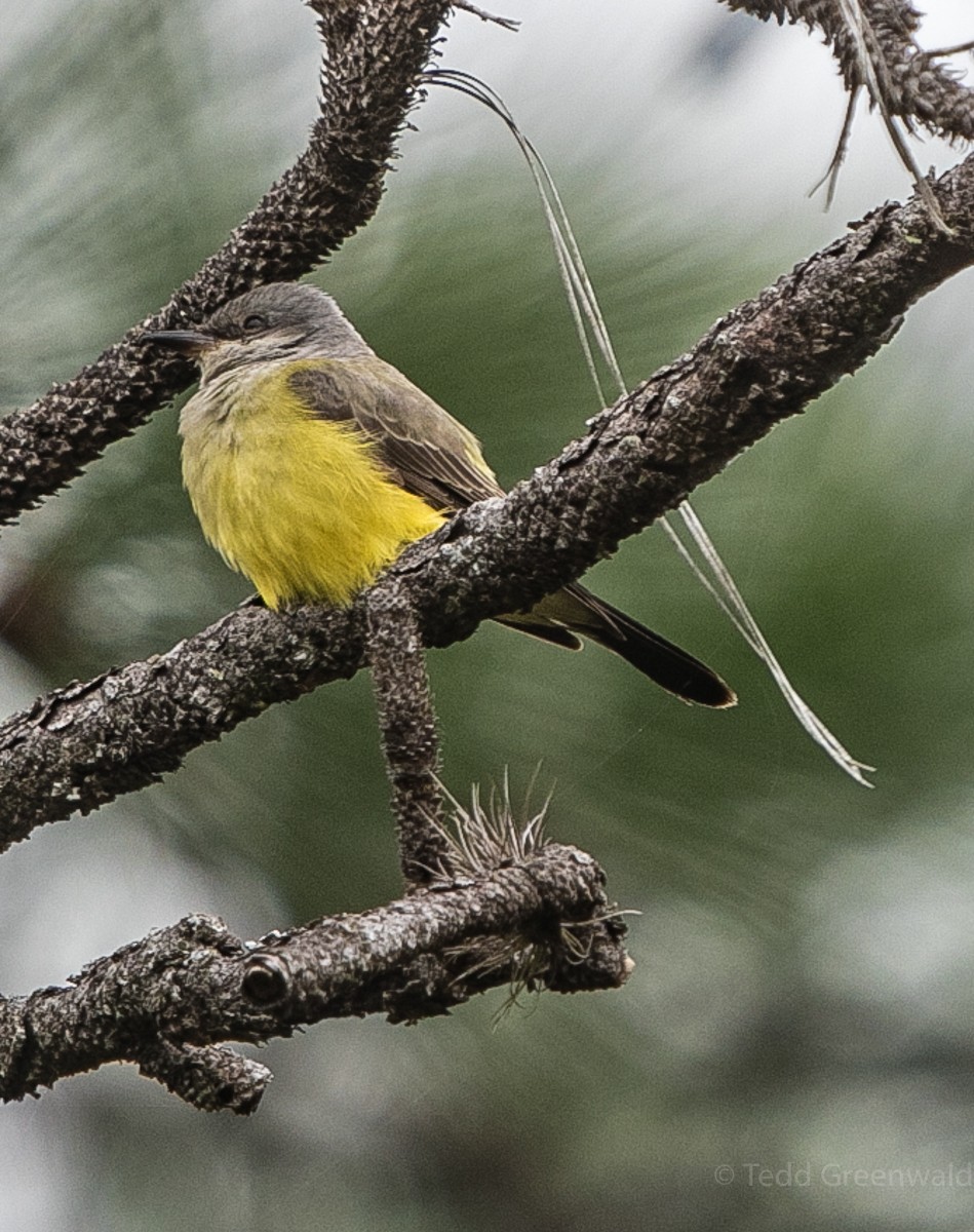 Western Kingbird - Tedd Greenwald