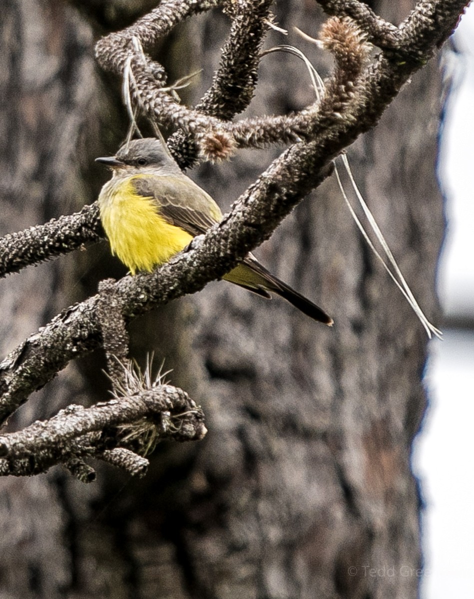 Western Kingbird - Tedd Greenwald