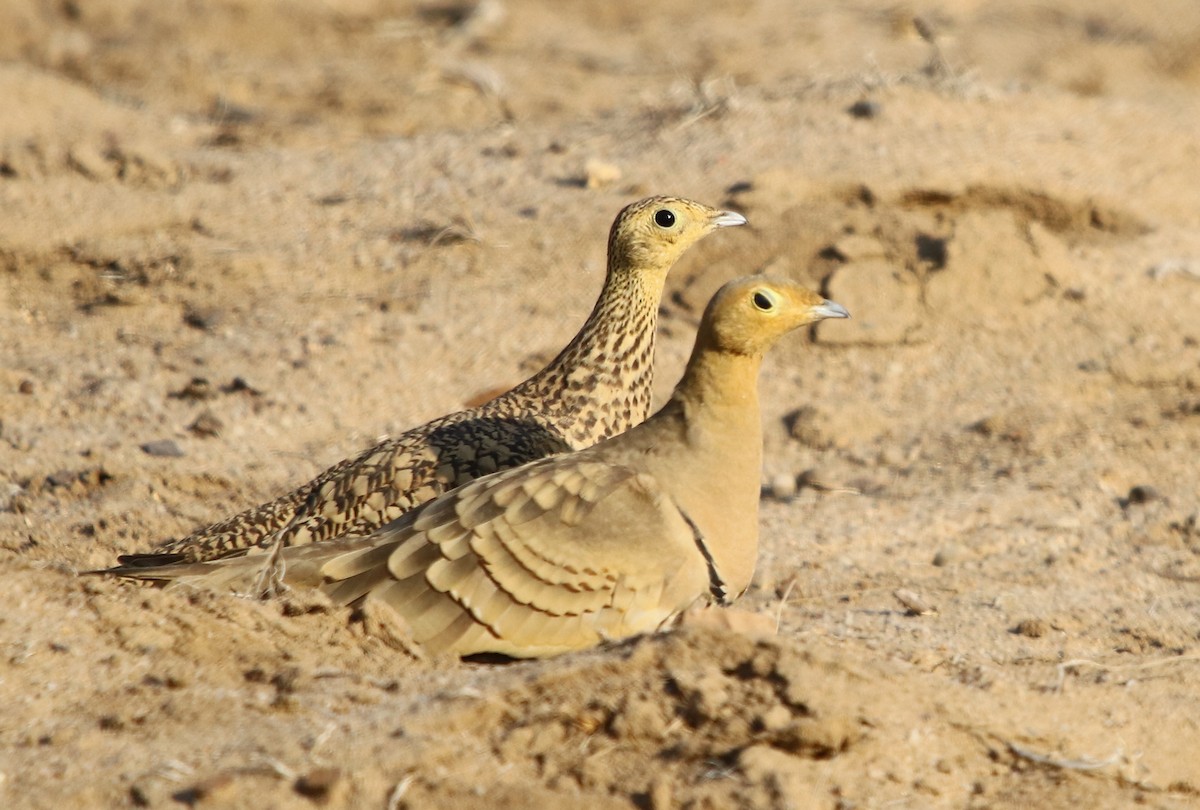 Chestnut-bellied Sandgrouse - Bhaarat Vyas