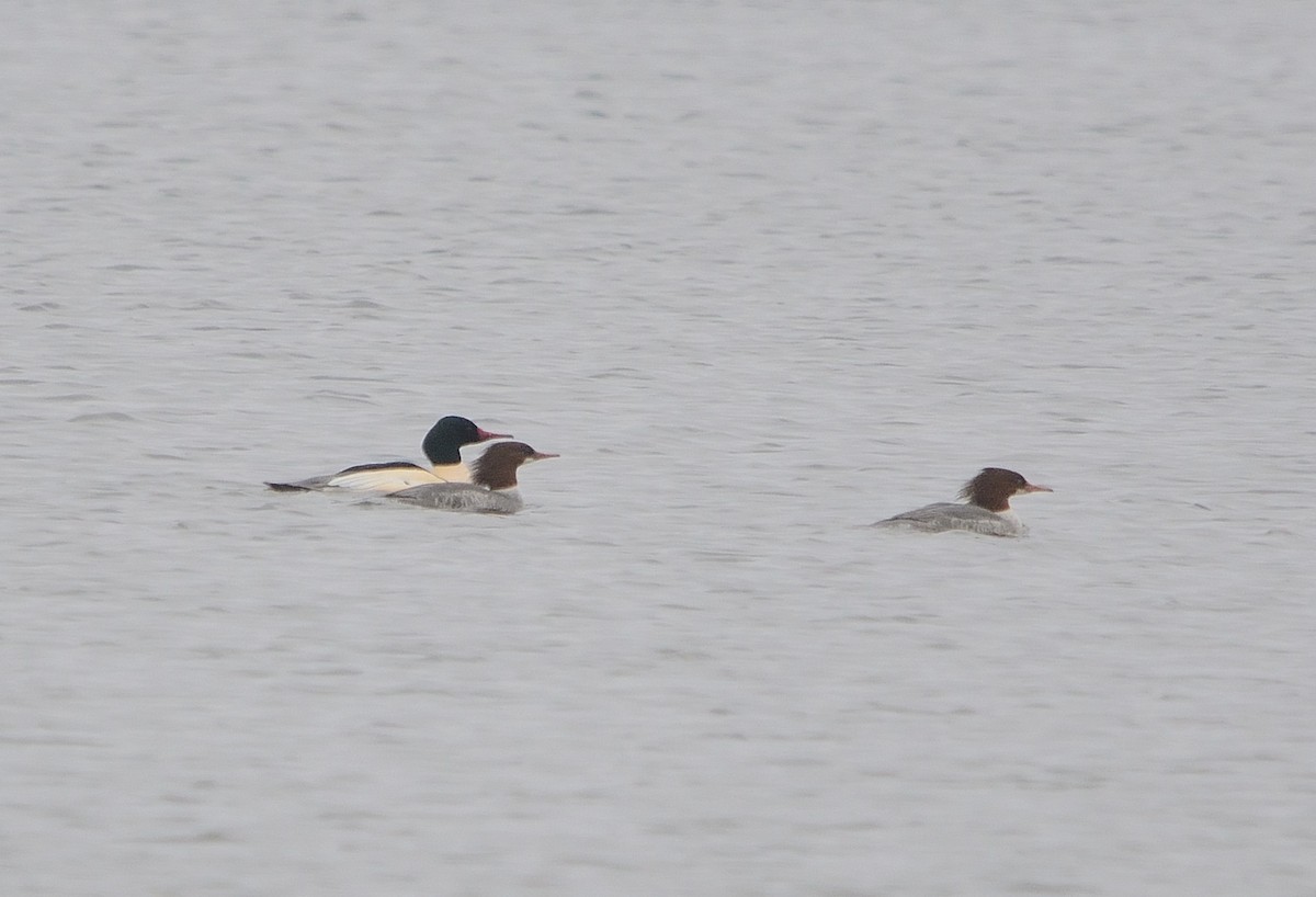 Common Merganser - ML132915961