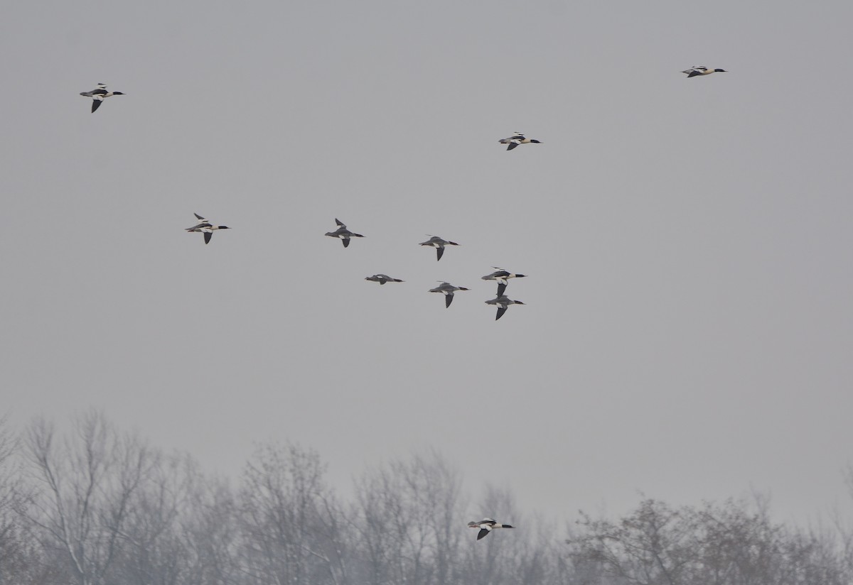 Common Merganser - ML132916051