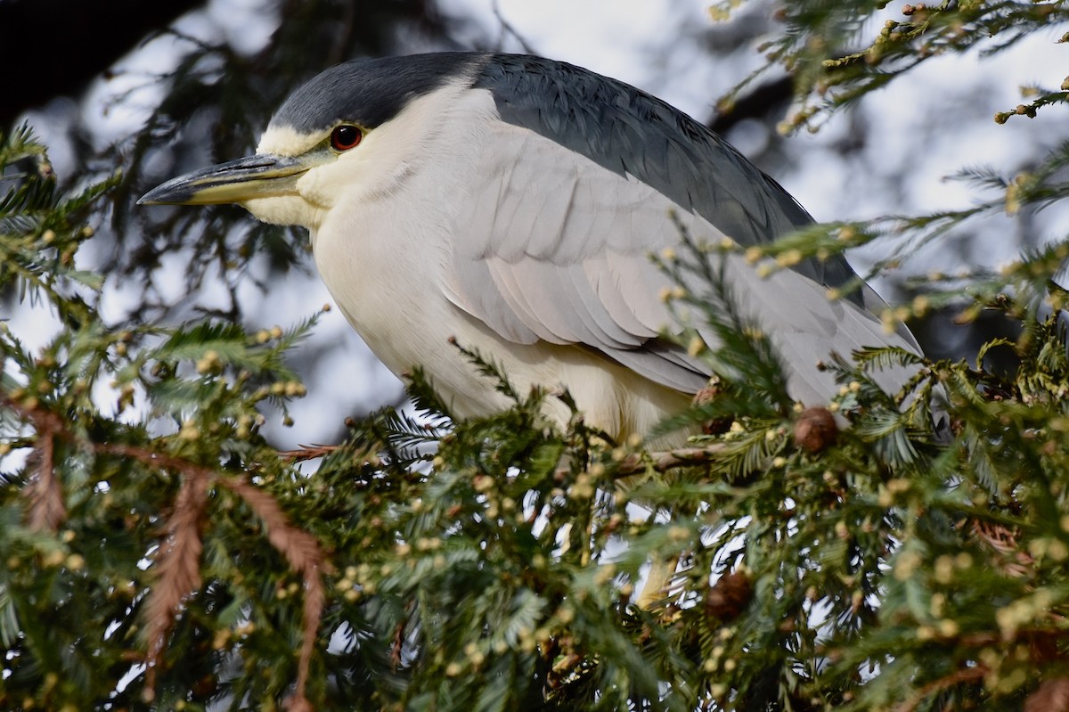 Black-crowned Night Heron - ML132917521