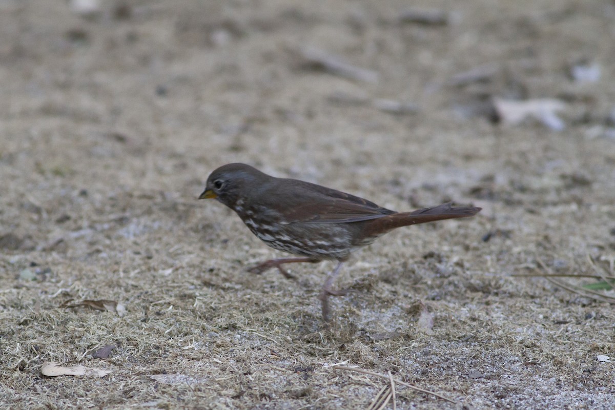 Fox Sparrow (Sooty) - ML132917621