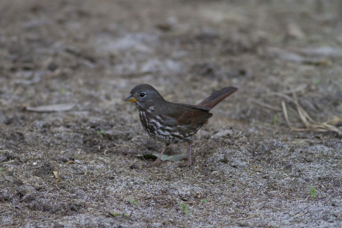 Fox Sparrow (Sooty) - ML132917641