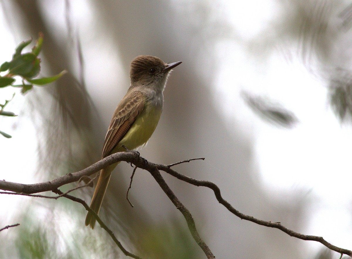 Dusky-capped Flycatcher - ML132917821