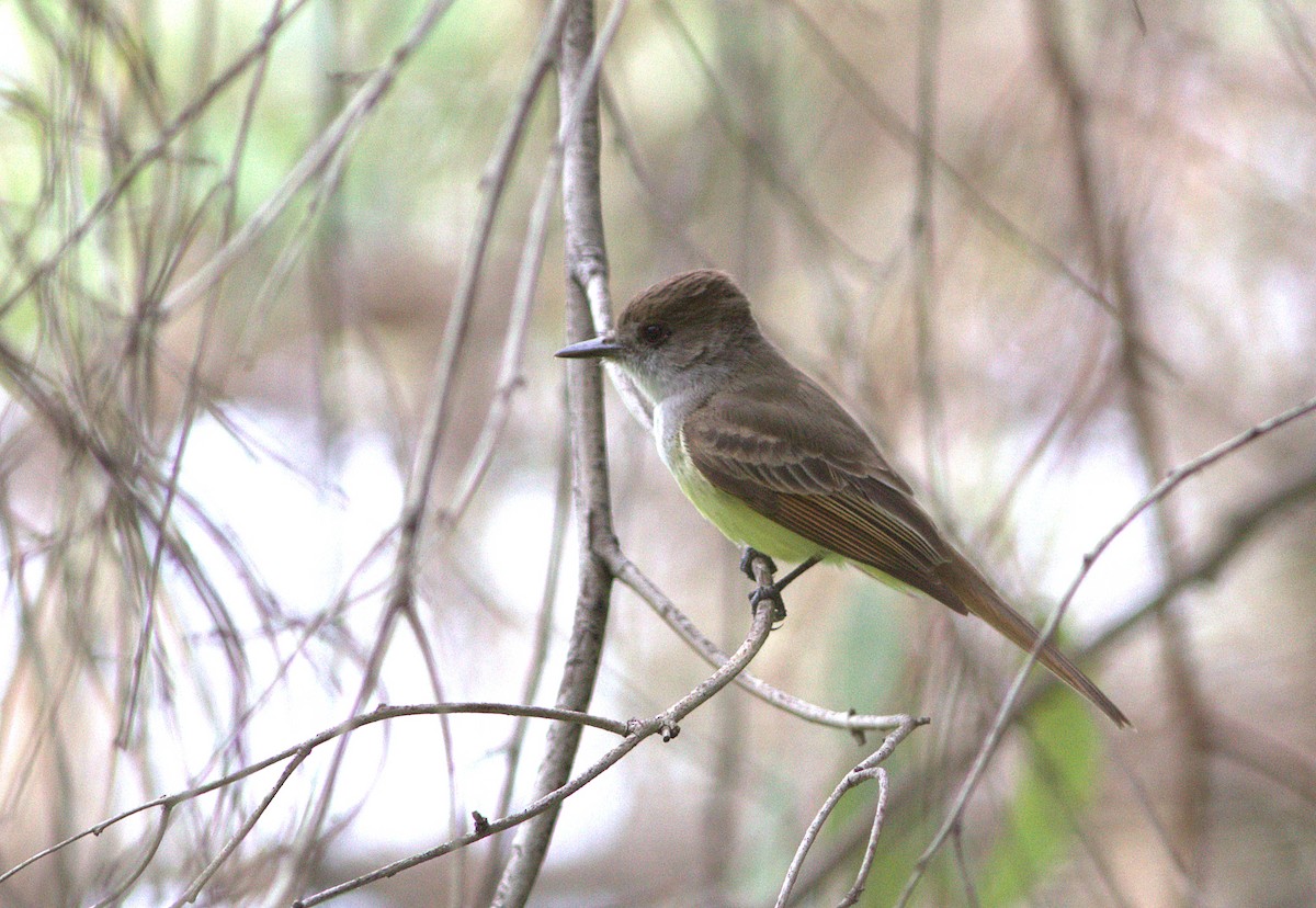 Dusky-capped Flycatcher - ML132917891