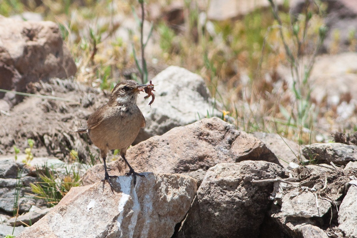 Rufous-banded Miner - ML132918751